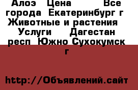 Алоэ › Цена ­ 150 - Все города, Екатеринбург г. Животные и растения » Услуги   . Дагестан респ.,Южно-Сухокумск г.